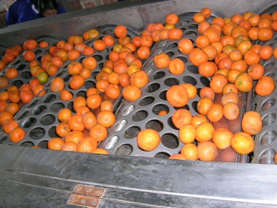 Citrus grading machine