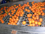 citrus peeling machine